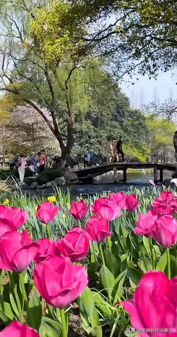 适合做微信头像的花朵图片，微信头像风景花朵图片     春暖花开（春暖花开的季节，美如仙境）