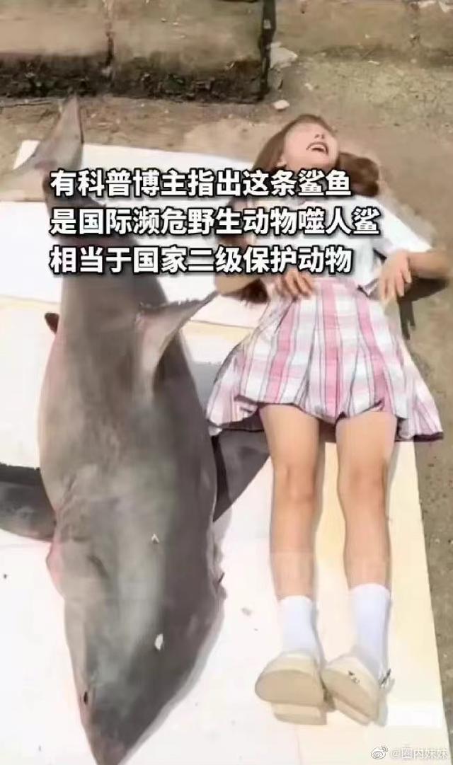 肥肥鲨，微信头像，肥肥鲨（被指吃相难看像恐怖片）