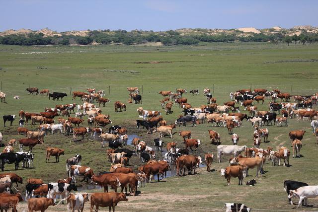 农村养牛的成本与利润分析，养一头牛的成本是多少（降低养牛成本的5种方法）