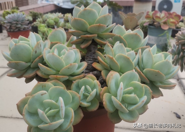 多肉的生长环境，多肉植物适合在什么温度下生长（但你知道多肉主要产自3个地方）