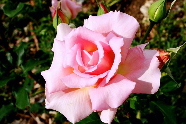 粉玫瑰花语是什么，10朵粉玫瑰花语是什么（粉玫瑰的花语是初恋、爱的宣言、永恒的爱、铭记于心）