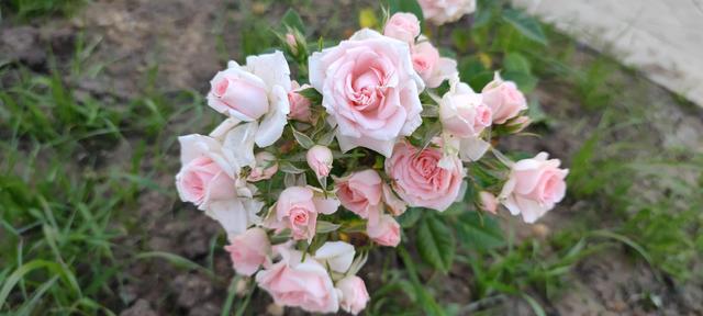 免打扰模式怎么设置，手机免打扰模式在哪里设置（手机免打扰模式开启）