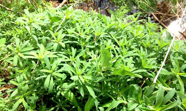 笤帚菜，这菜常被忽略（笤帚菜的样子）