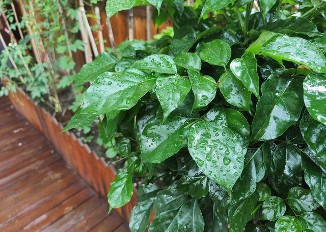 幸福树开花图片，夏季怎么养护幸福树（室内客厅养幸福树）