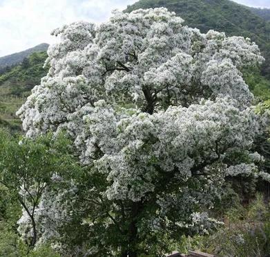 流苏树是什么树，流苏树是什么树嫁接（洁白繁华）