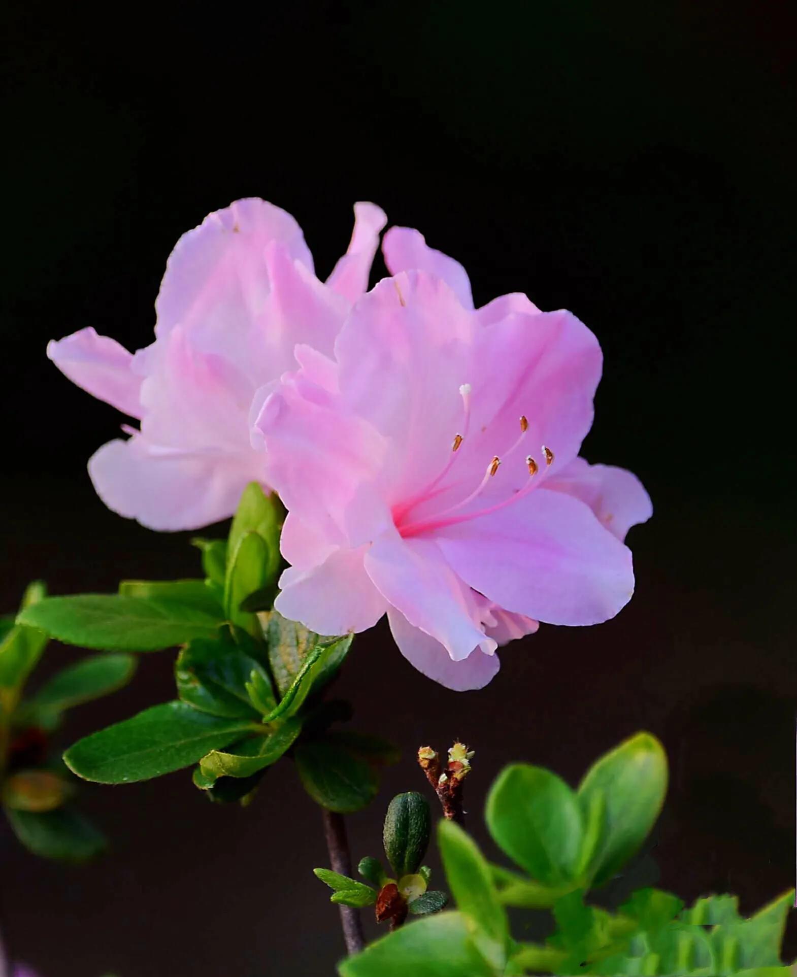 姹紫嫣红杜鹃花(皋月杜鹃五彩夏鹃品种图片) - 彝家农业网