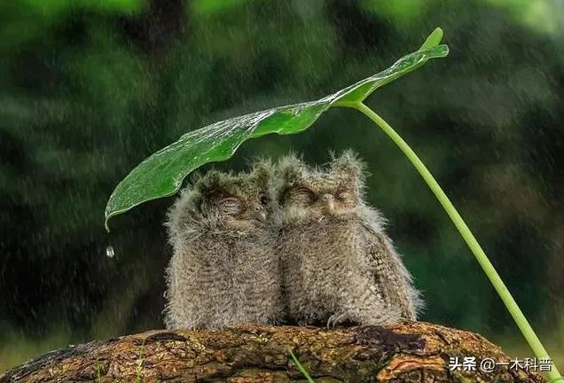 怎样做鸟窝，怎样做鸟窝,怎样用树枝做个鸟窝（下雨天鸟类要如何避雨）