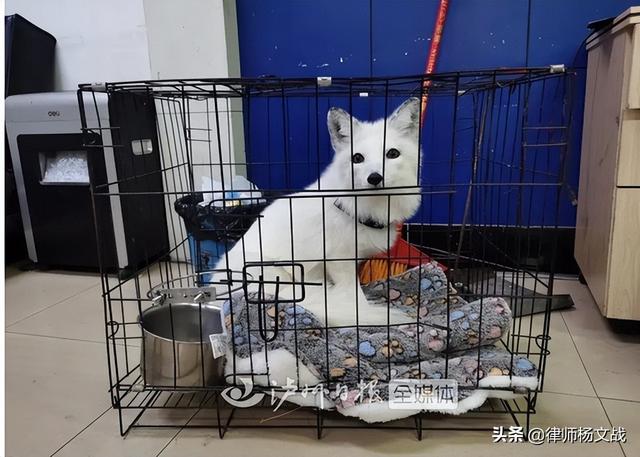 男子买狐狸当宠物的后果 养狐需谨慎，男子买狐狸当宠物的后果（网上花750买只小狐狸给女友当宠物被刑拘）