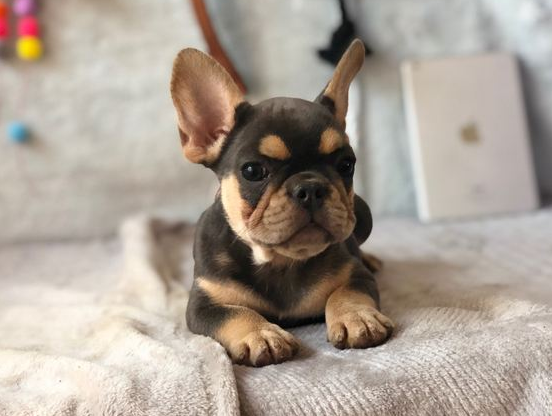 巨贵犬多少钱一只，比熊犬价格大概多少钱一只（网友：养得起这些狗）