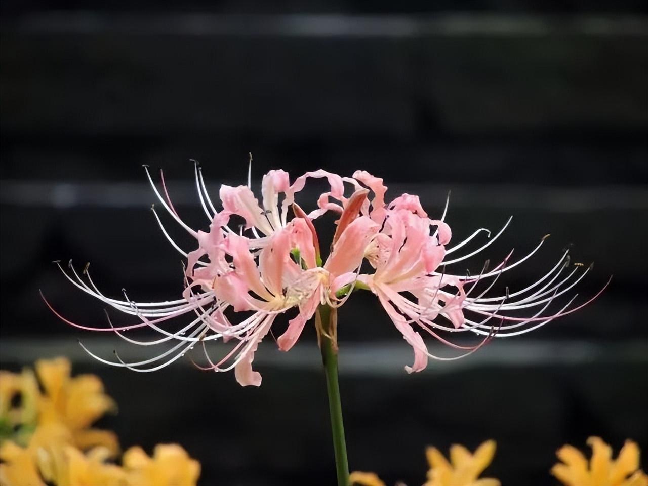 图片彼岸花凄美图片