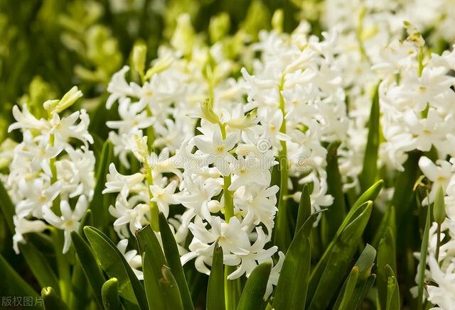 冬天种什么花好养活，冬天什么花好养活北方室内（冻不死的花草清单）