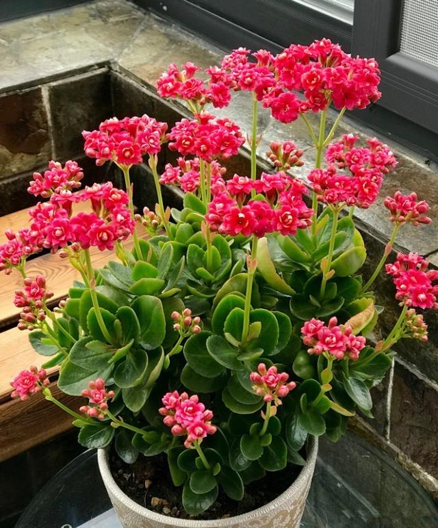 花肥用什么肥料好，养花用什么肥料（家里“5种”东西）