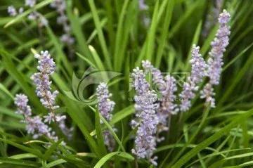 麦冬草简介，麦冬草的介绍（麦冬，乃绿植佳品）