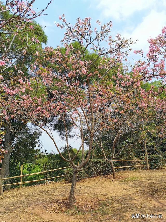 十八罗汉山森林公园，周末值得去打卡的森林公园（十八罗汉山森林公园）