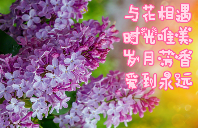 鲜花朋友圈配什么文字，朋友圈晒鲜花配什么文字（愿您寒冬温暖纯良不舍爱）