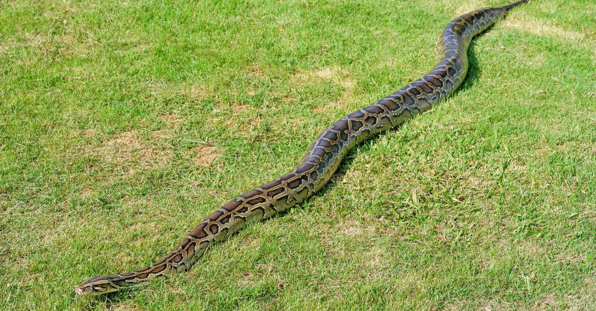 最大的蟒蛇能长多大（盘点15种体型最大的蛇类）