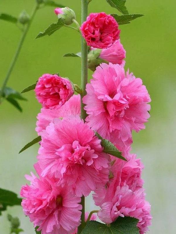 鲜花的花语和花的数目的寓意，鲜花数量的寓意（100种迷人的“数字花”）