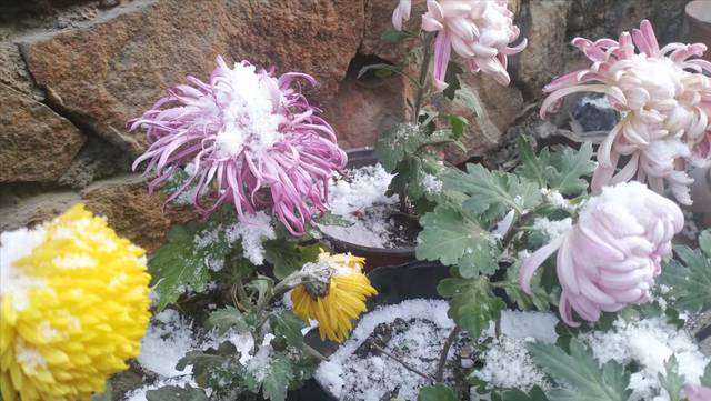 菊花的象征含义是什么，菊花象征的意义是什么（古人却赋予不同的象征意义）