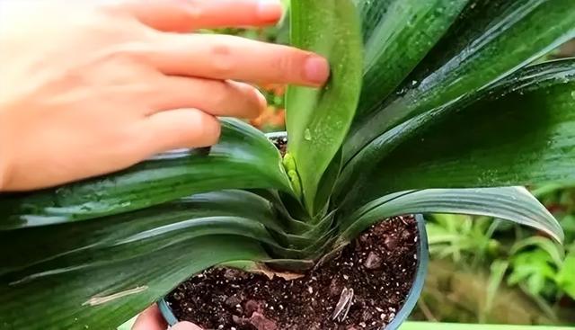 十大室内花卉排名，室内十大吉祥花（6种“漂亮花”）