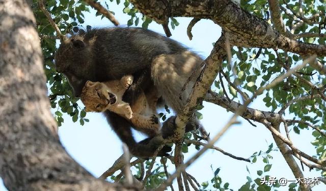 狒狒是什么动物，狒狒是什么动物图片（狒狒为何喜欢偷取其它动物的幼崽）