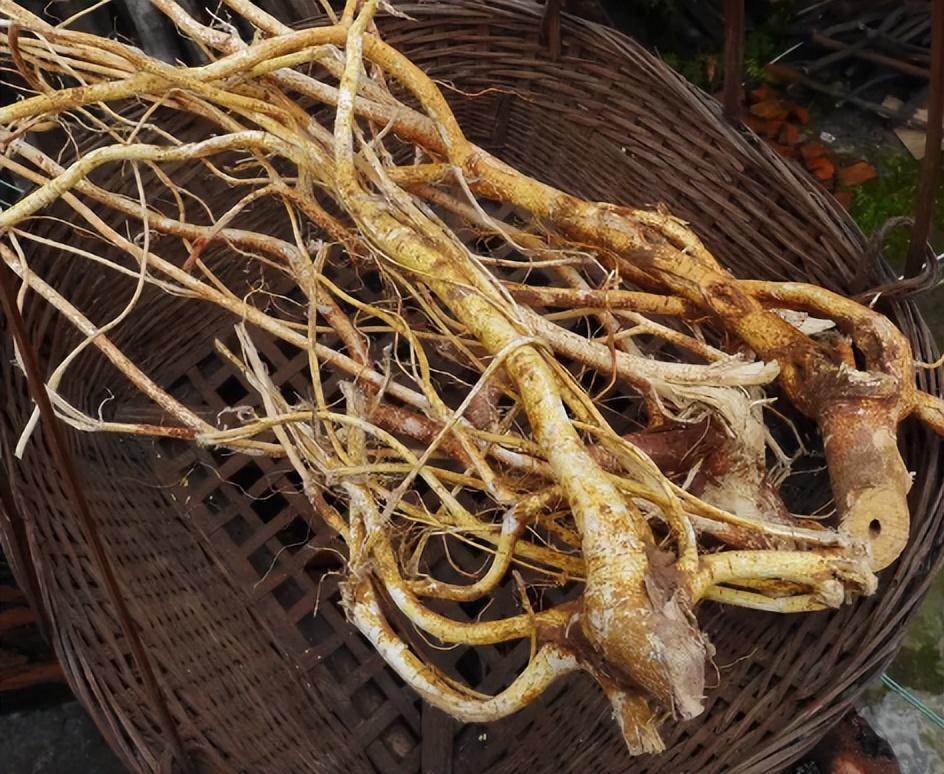 五指毛桃煲汤有哪些好处?