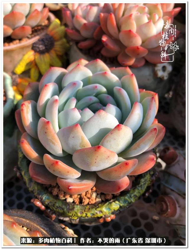 彩虹糖的梦 金娃娃，娃娃音适合唱哪些歌（愿2022心中有盼）