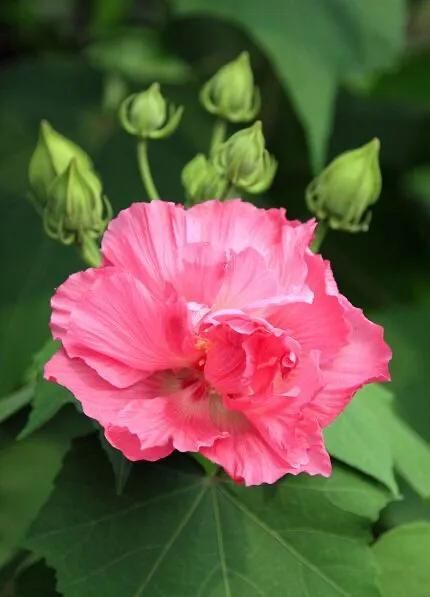 芙蓉花的寓意和象征，芙蓉花的寓意（芙蓉花，成都最美的花）