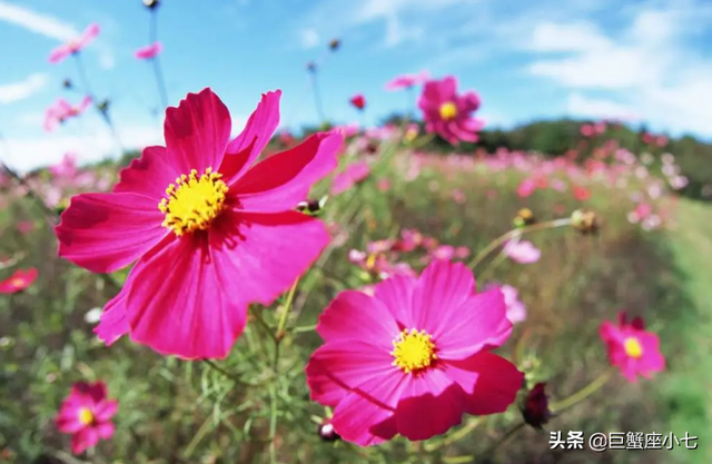 爱上巨蟹座你就输了，爱上巨蟹座女你就输了（有疏离感的星座）