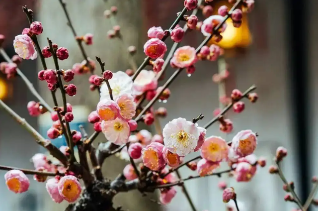 冬季里最耐寒的15种花卉，冬季里最耐寒的15种花卉庭院（小院可以种40种花）