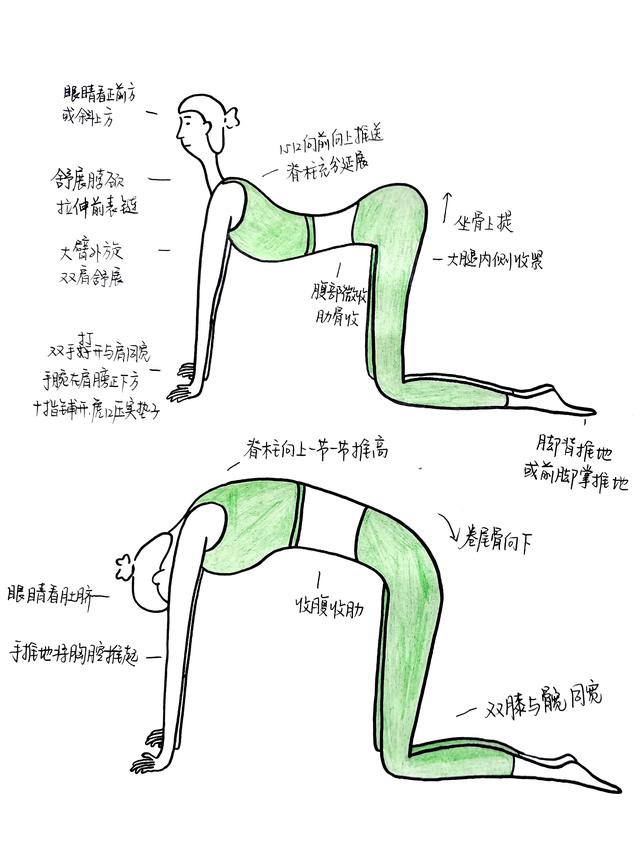 简单的牛怎么画，学习简单画牛的方法（极简画瑜伽体式08——猫牛式）