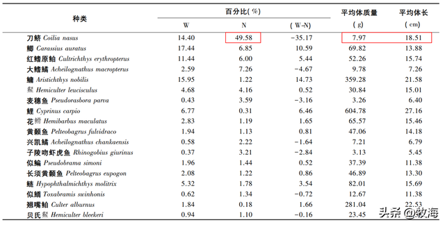 鳡鱼是什么鱼，鳡鱼是什么鱼在泗洪话里（鱼群资源“失而复现”）