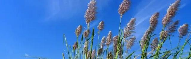 天气很好，心情不错的唯美说说，发朋友圈秒赞，干净有仙气