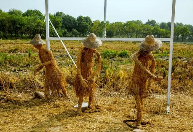 鸟怕什么声音（农民为防鸟类偷吃种子）