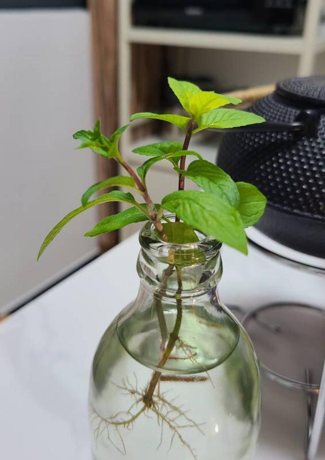 薄荷喜阴还是喜阳，薄荷喜欢酸性还是碱性（“2点”要充足）