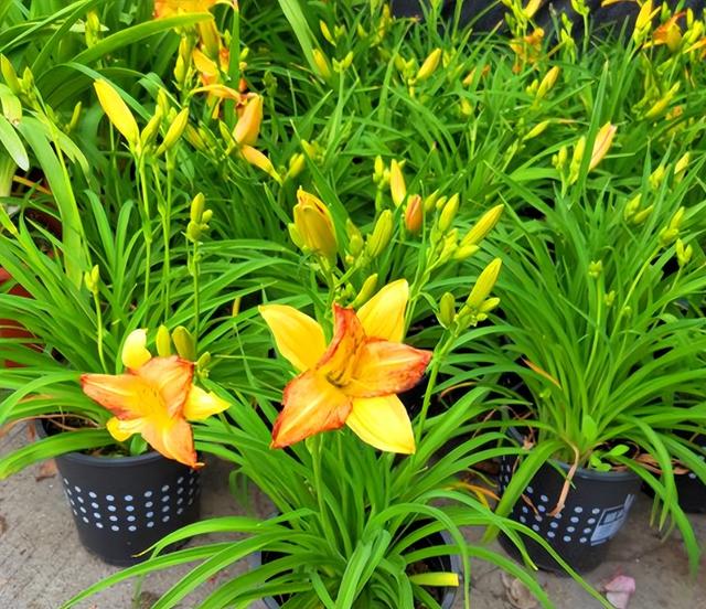 西芹和芹菜的区别，西芹和芹菜的区别图片（10种“省心菜”）