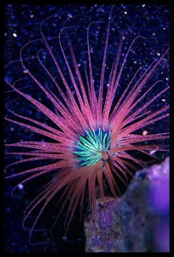 海里的植物有哪些名字,海里生长的植物好听的名字(20多种珍奇海底动