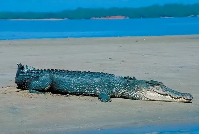 湾鳄是濒危物种吗，湾鳄是保护动物吗（成年湾鳄能长到7米）