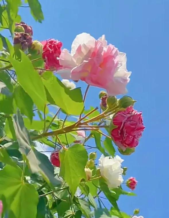 唯美花朵，唯美花朵图片（唯美清新的花朵图片）