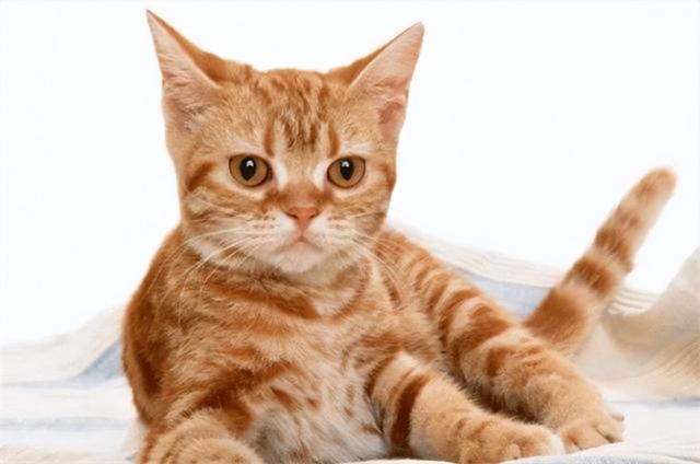 猫肉好吃吗，猫肉的十种吃法（原来李时珍已告诉我们答案）