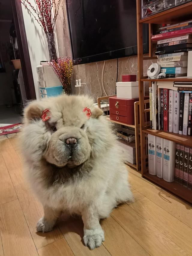 可爱的小狗狗，可爱小狗品种（小可爱小狗狗图片）