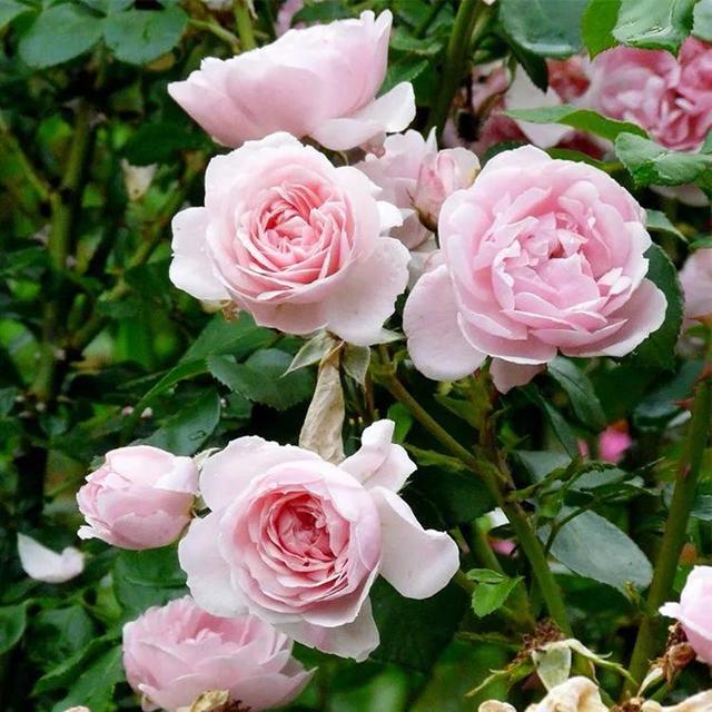 仙度瑞拉月季，仙度瑞拉是哪个公主（分享图片一一一灰姑娘月季）