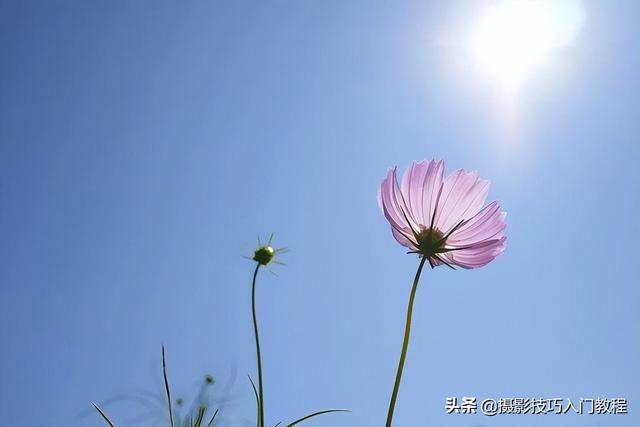 图片透明度怎么调，美图秀秀设置图片透明度（如何让花瓣呈现出半透明的通透感）