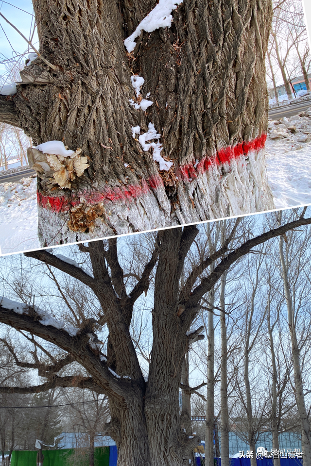 家乡情怀经典句子，家乡的感慨情怀句子（家乡柳情怀）