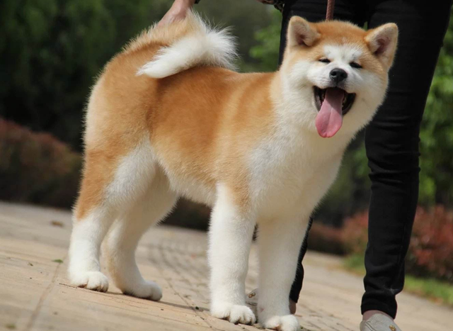 巨贵犬多少钱一只，比熊犬价格大概多少钱一只（网友：养得起这些狗）