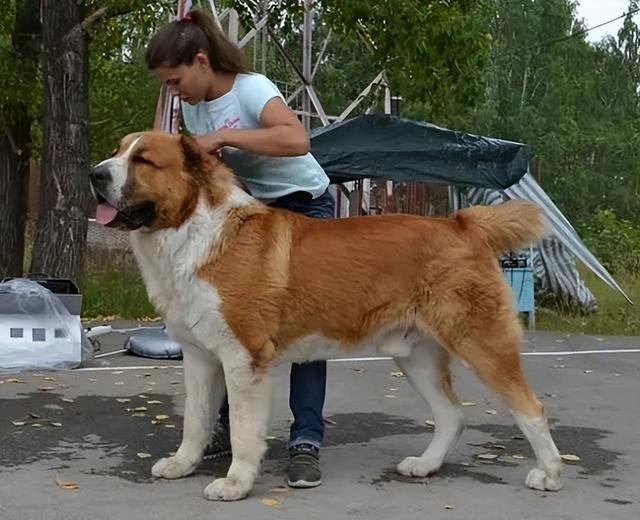 狼属于什么动物，狼属于什么动物类群（凶猛的狼真的怕牧羊犬吗）