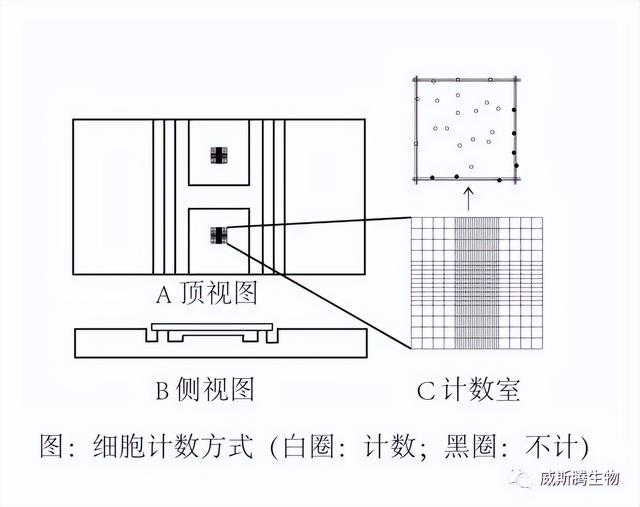 死亡细胞2细胞怎么过，死亡细胞二细胞（小嗅找找丨怎么进行细胞计数）
