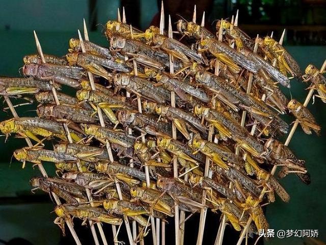蚂蚱吃什么，纨扇团圆璧月流——蝗虫的危害（蚂蚱吃什么东西能养活）