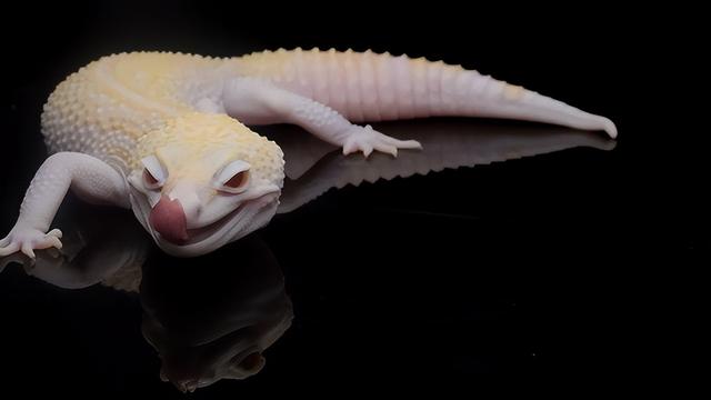 世界上最大的蜈蚣，世界最大的蜈蚣有多大（中国海关查获5条海外“巨型”蜈蚣）