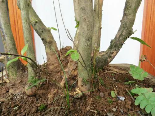 赤楠的养殖方法，赤楠怎么养殖方法（提早预防和积极补救）