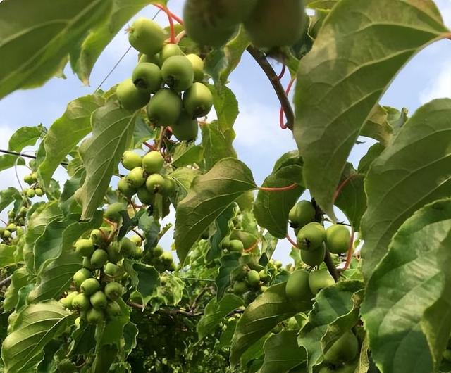 在家种猕猴桃小妙招，在家怎么种猕猴桃（院里种点软枣猕猴桃果树）